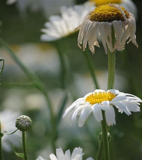 白菊花花語|白菊花的花语——希望与纯洁（白菊花）